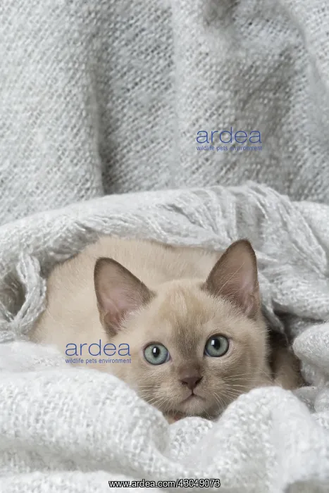 : Tonkinese Cat (Siamese and Burmese cross) kitten in blan : Tonkinese Cat (Siamese and Burmese cross) kitten in blan