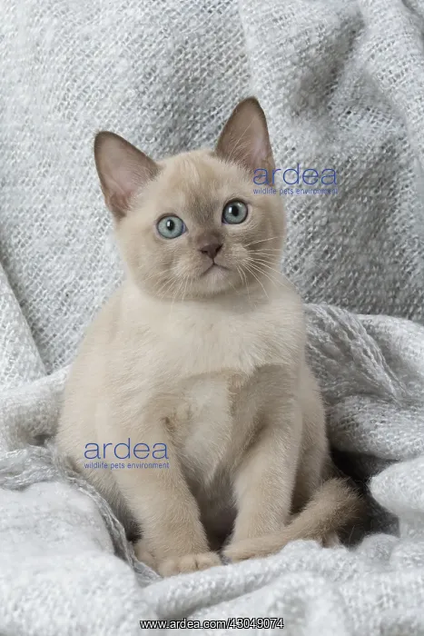 : Tonkinese Cat (Siamese and Burmese cross) kitten in blan : Tonkinese Cat (Siamese and Burmese cross) kitten in blan