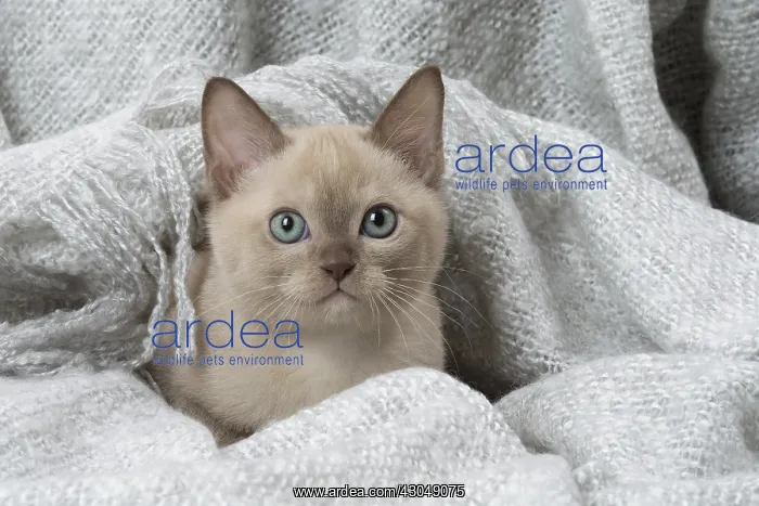 : Tonkinese Cat (Siamese and Burmese cross) kitten in blan : Tonkinese Cat (Siamese and Burmese cross) kitten in blan
