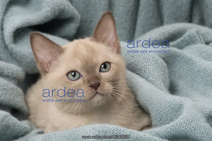 : Tonkinese Cat (Siamese and Burmese cross) kitten in blan : Tonkinese Cat (Siamese and Burmese cross) kitten in blan