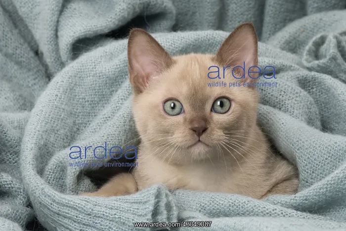 : Tonkinese Cat (Siamese and Burmese cross) kitten in blan : Tonkinese Cat (Siamese and Burmese cross) kitten in blan