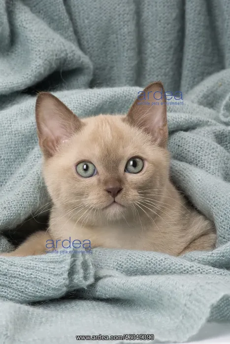 : Tonkinese Cat (Siamese and Burmese cross) kitten in blan : Tonkinese Cat (Siamese and Burmese cross) kitten in blan