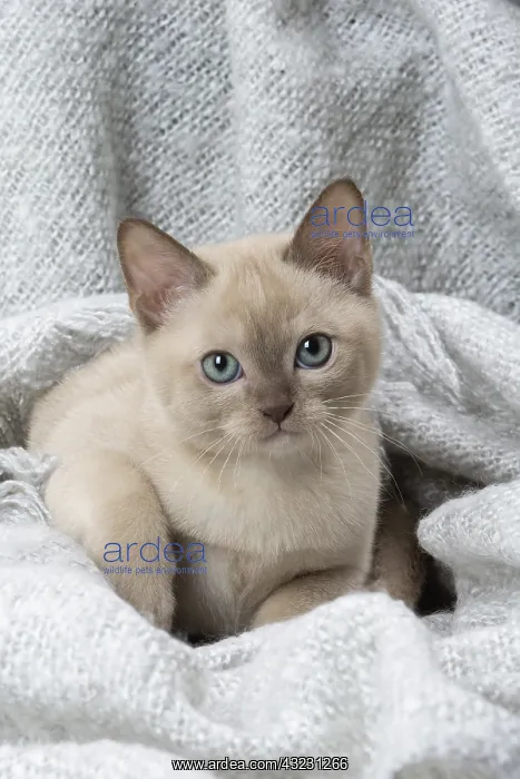 : Tonkinese Cat (Siamese and Burmese cross) kitten in blan : Tonkinese Cat (Siamese and Burmese cross) kitten in blan
