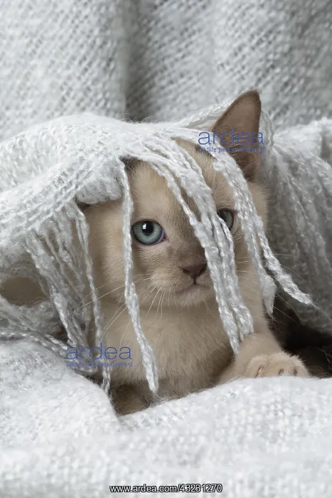 : Tonkinese Cat (Siamese and Burmese cross) kitten in blan : Tonkinese Cat (Siamese and Burmese cross) kitten in blan