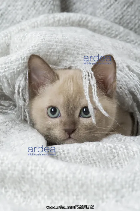 : Tonkinese Cat (Siamese and Burmese cross) kitten in blan : Tonkinese Cat (Siamese and Burmese cross) kitten in blan