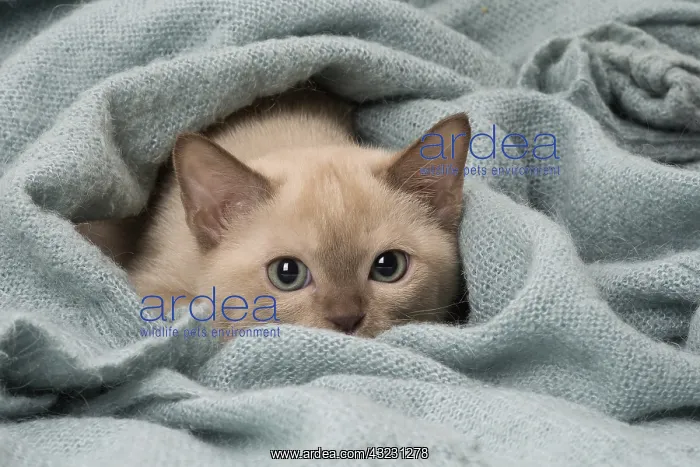 : Tonkinese Cat (Siamese and Burmese cross) kitten in blan : Tonkinese Cat (Siamese and Burmese cross) kitten in blan