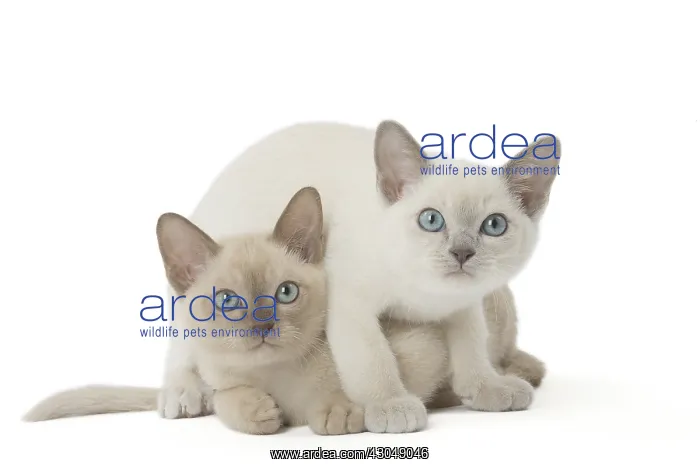 : Tonkinese Cat (Siamese and Burmese cross) kittens : Tonkinese Cat (Siamese and Burmese cross) kittens