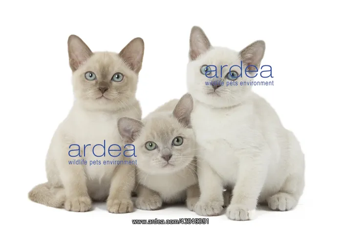 : Tonkinese Cat (Siamese and Burmese cross) kittens : Tonkinese Cat (Siamese and Burmese cross) kittens