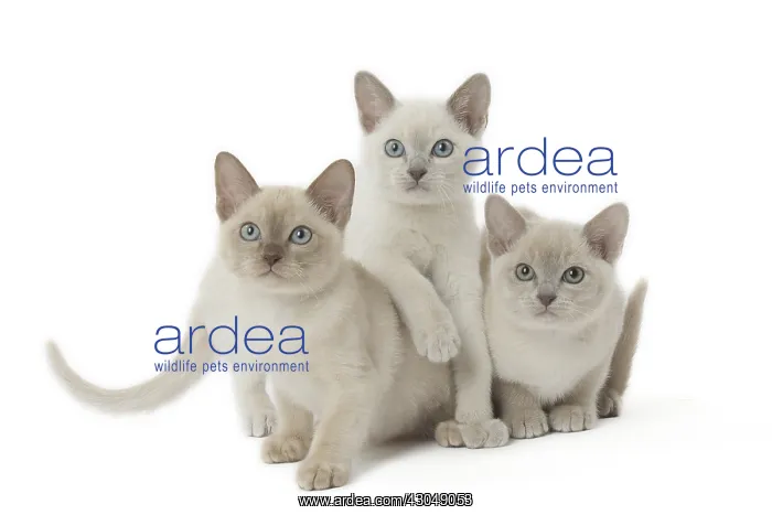: Tonkinese Cat (Siamese and Burmese cross) kittens : Tonkinese Cat (Siamese and Burmese cross) kittens
