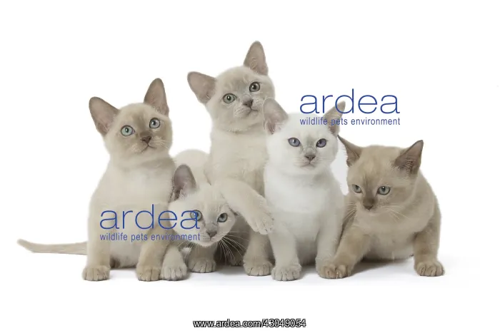  : Tonkinese Cat (Siamese and Burmese cross) kittens