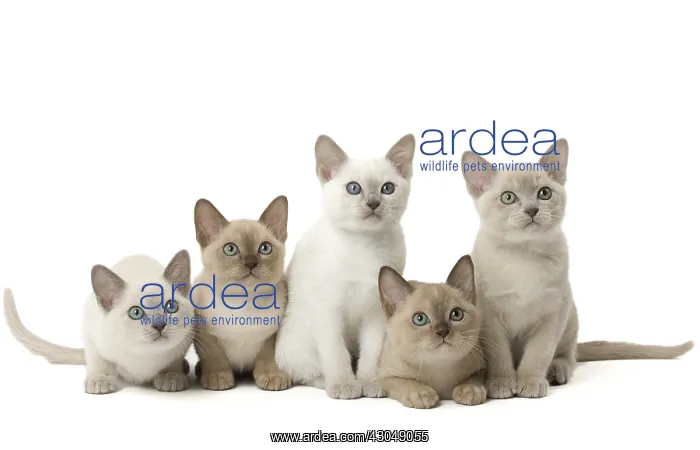 : Tonkinese Cat (Siamese and Burmese cross) kittens : Tonkinese Cat (Siamese and Burmese cross) kittens