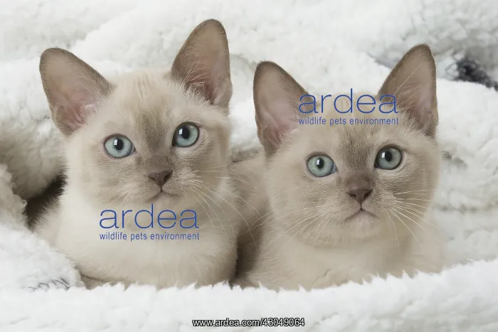 : Tonkinese Cat (Siamese and Burmese cross) kittens : Tonkinese Cat (Siamese and Burmese cross) kittens