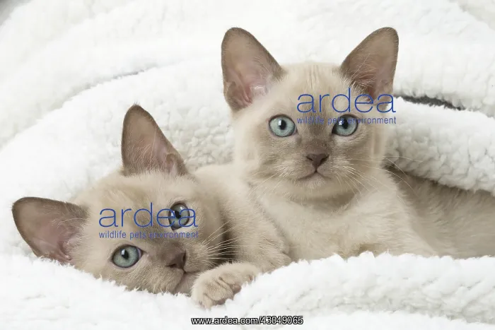 : Tonkinese Cat (Siamese and Burmese cross) kittens : Tonkinese Cat (Siamese and Burmese cross) kittens