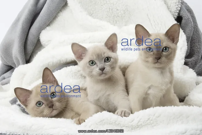 : Tonkinese Cat (Siamese and Burmese cross) kittens : Tonkinese Cat (Siamese and Burmese cross) kittens