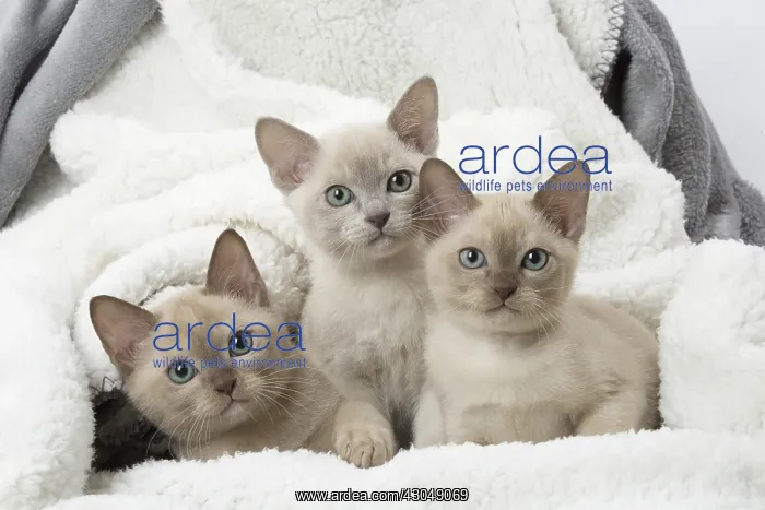  : Tonkinese Cat (Siamese and Burmese cross) kittens