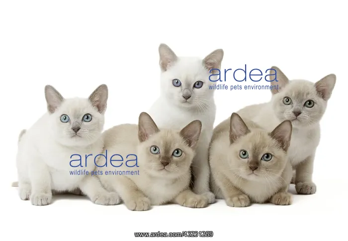 : Tonkinese Cat (Siamese and Burmese cross) kittens : Tonkinese Cat (Siamese and Burmese cross) kittens