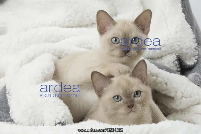 : Tonkinese Cat (Siamese and Burmese cross) kittens : Tonkinese Cat (Siamese and Burmese cross) kittens