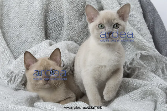 : Tonkinese Cat (Siamese and Burmese cross) kittens in bla : Tonkinese Cat (Siamese and Burmese cross) kittens in bla