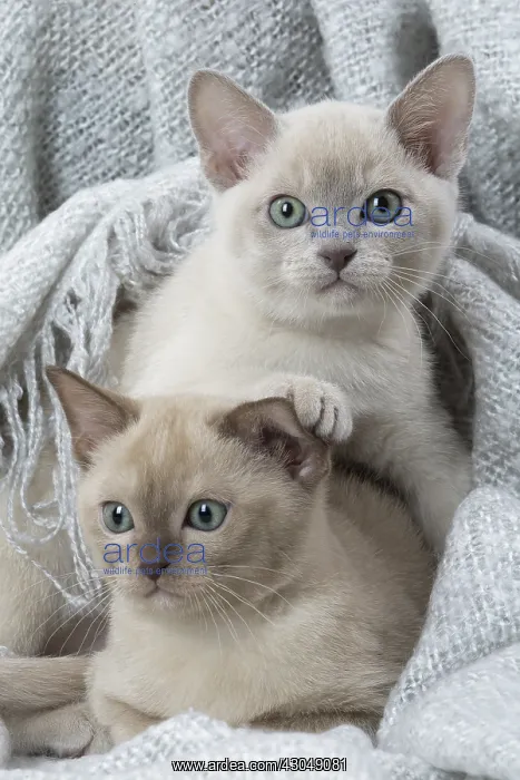 : Tonkinese Cat (Siamese and Burmese cross) kittens in bla : Tonkinese Cat (Siamese and Burmese cross) kittens in bla