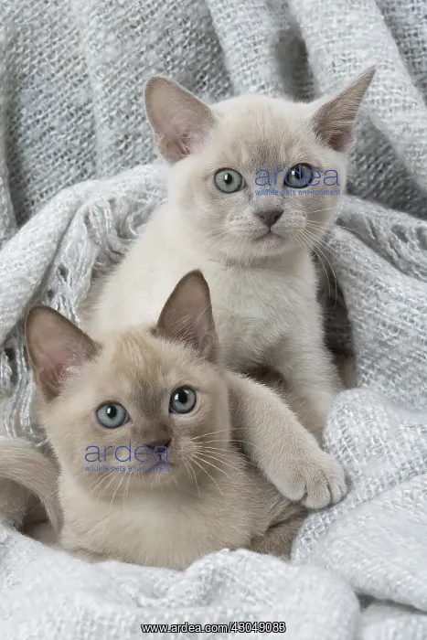 : Tonkinese Cat (Siamese and Burmese cross) kittens in bla : Tonkinese Cat (Siamese and Burmese cross) kittens in bla