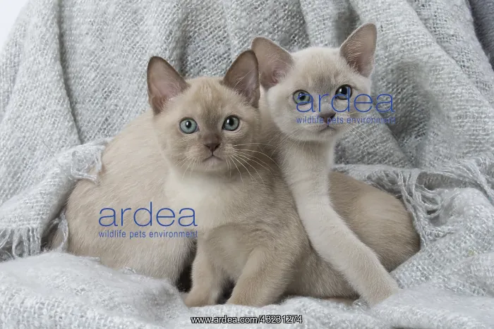 : Tonkinese Cat (Siamese and Burmese cross) kittens in bla : Tonkinese Cat (Siamese and Burmese cross) kittens in bla