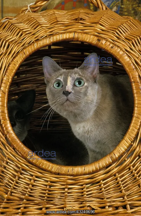 : Tonkinese Domestic Cat, Adult standing in Basket : Tonkinese Domestic Cat, Adult standing in Basket