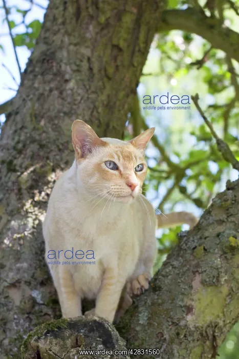  : Tonkonese Cat - Sitting on tree branch