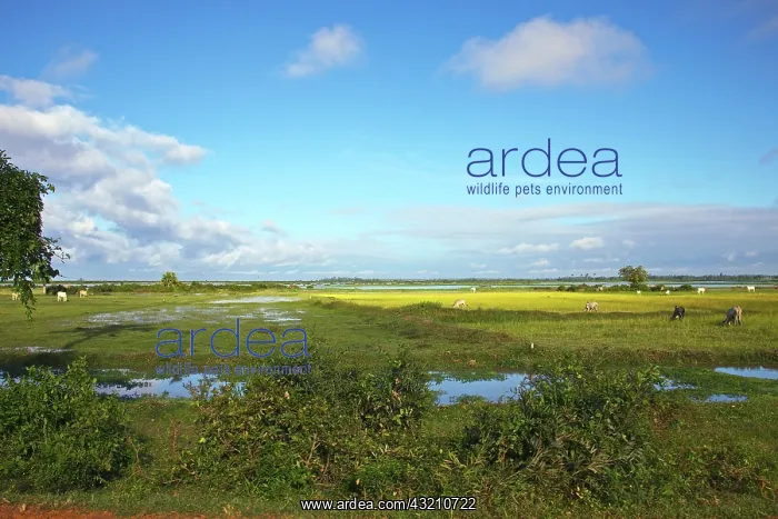 : Tonle Sap Lake, Siem Reap, Angkor, Siem : Tonle Sap Lake, Siem Reap, Angkor, Siem