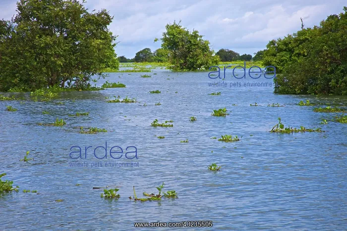 : Tonle Sap Lake, Siem Reap, Angkor, Siem : Tonle Sap Lake, Siem Reap, Angkor, Siem