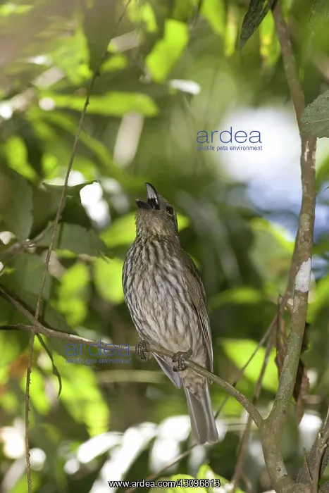 : Tooth-billed Bowerbird : Tooth-billed Bowerbird