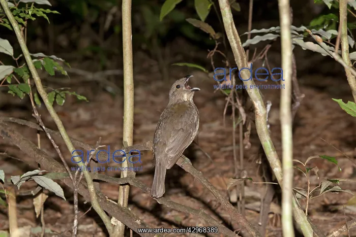 : Tooth-billed Bowerbird - calling from a perch above : Tooth-billed Bowerbird - calling from a perch above