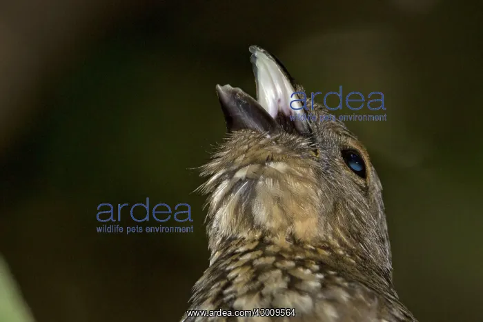 : Tooth-billed / Stagemaker Bowerbird : Tooth-billed / Stagemaker Bowerbird