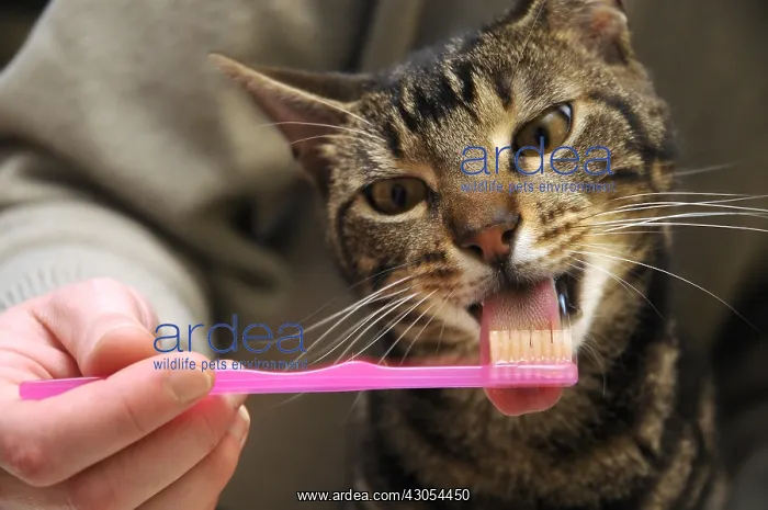 : Tooth brushing of a male brown tabby European cat France : Tooth brushing of a male brown tabby European cat France