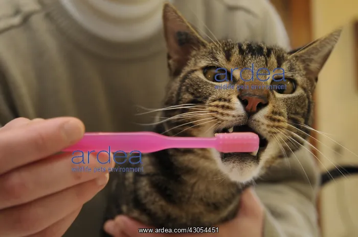 : Tooth brushing of a male brown tabby European cat France : Tooth brushing of a male brown tabby European cat France