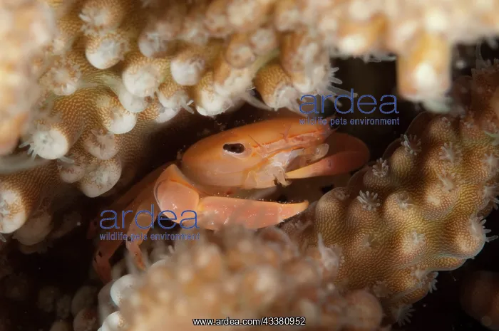 : Two Tooth Guard Crab : Two Tooth Guard Crab