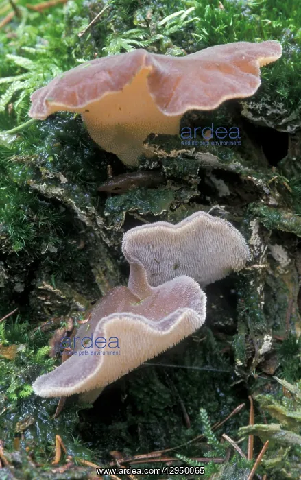 : Toothed Jelly Fungus : Toothed Jelly Fungus