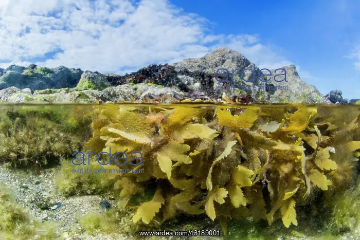 : Toothed Wrack (Fucus serratus), at low tide in front : Toothed Wrack (Fucus serratus), at low tide in front