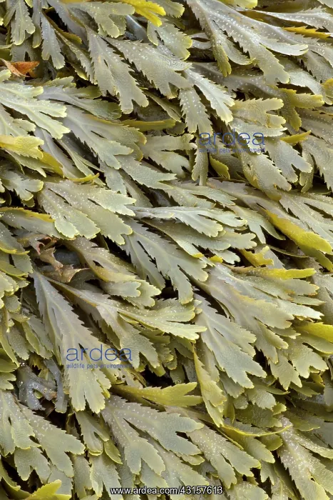 : Toothed wrack at low tide : Toothed wrack at low tide