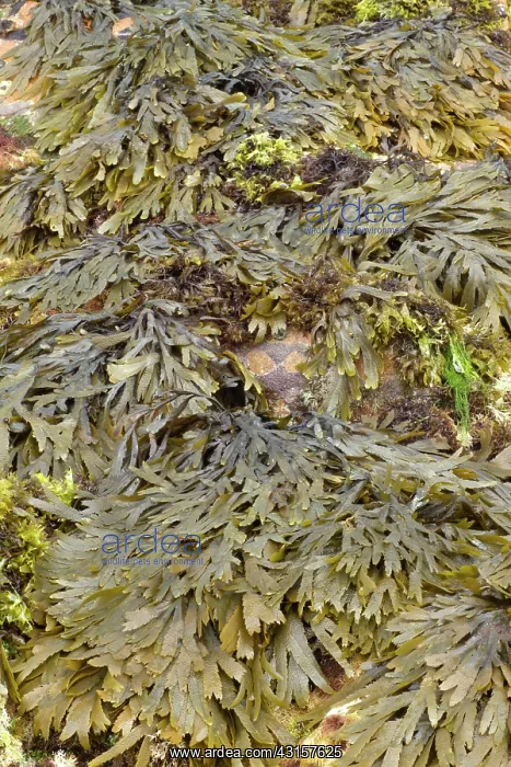 : Toothed wrack at low tide : Toothed wrack at low tide
