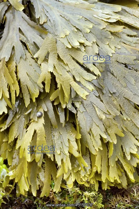 : Toothed wrack at low tide : Toothed wrack at low tide