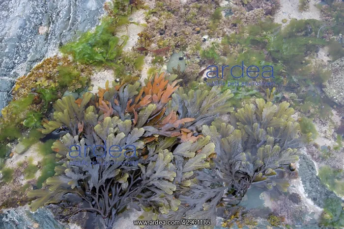 : Toothed Wrack - in tidepool : Toothed Wrack - in tidepool