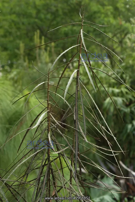 : ToothedLancewood : ToothedLancewood
