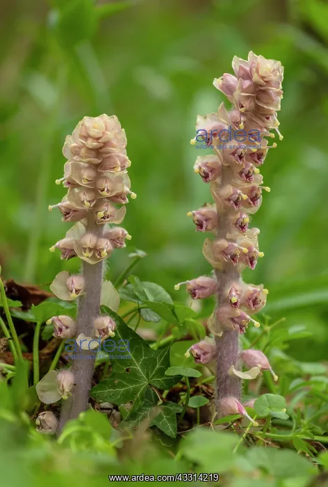 : Toothwort, Lathraea squamaria, in flower in spri : Toothwort, Lathraea squamaria, in flower in spri