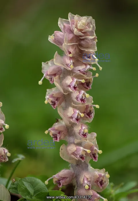 : Toothwort, Lathraea squamaria, in flower in spri : Toothwort, Lathraea squamaria, in flower in spri