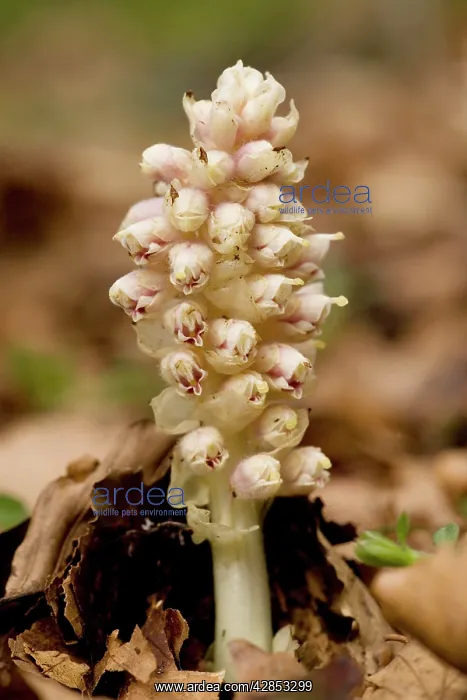 : Toothwort, parasitic on hazel and maple : Toothwort, parasitic on hazel and maple