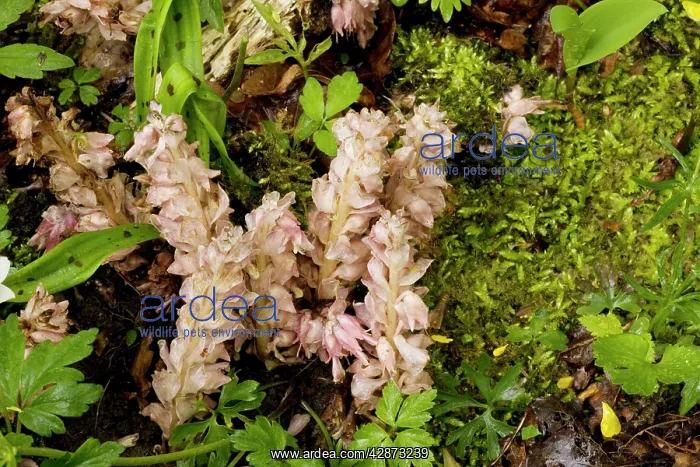  : Toothwort; root parasite on hazel and maple