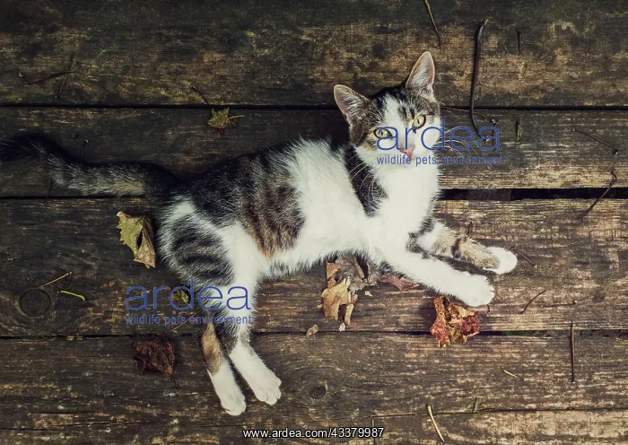 : Top-down view of a cat lying on a rustic wooden : Top-down view of a cat lying on a rustic wooden