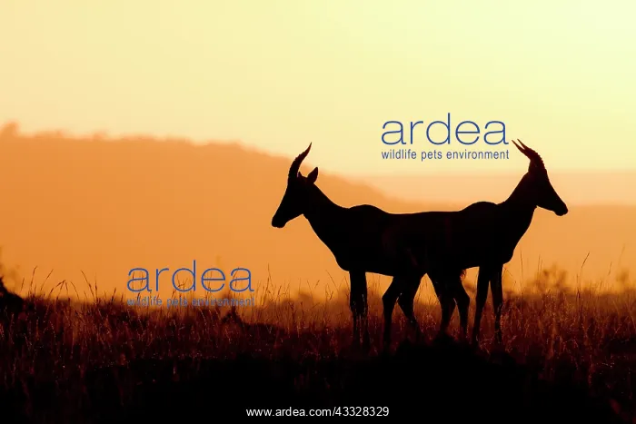 : Topi antelopes (Damaliscus lunatus) against the : Topi antelopes (Damaliscus lunatus) against the