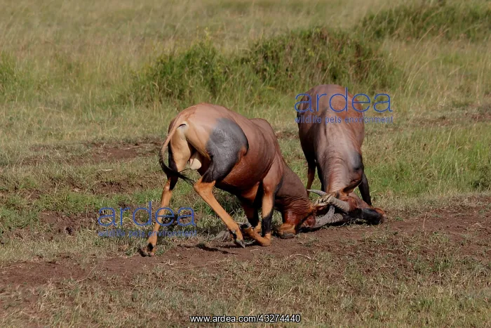 : Topi bulls sparring 1 634 : Topi bulls sparring 1 634