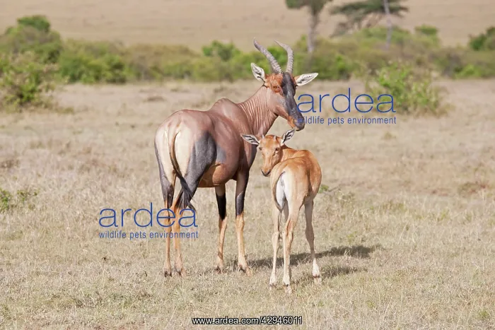  : Topi - With calf
